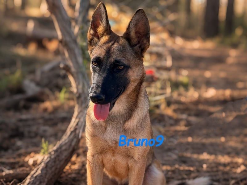 Bruno9 geb. 11/2024 (ESP) - sportlicher Malinois-Schäferhund-Mix Welpe!