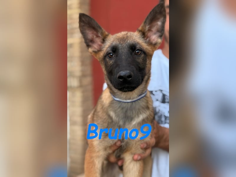 Bruno9 11/2024 (ESP) - sportlicher Malinois-Schäferhund-Mix Welpe!