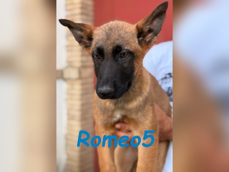 Romeo5 11/2024 (ESP) - aktiver Malinois-Schäferhund-Mix Welpe!