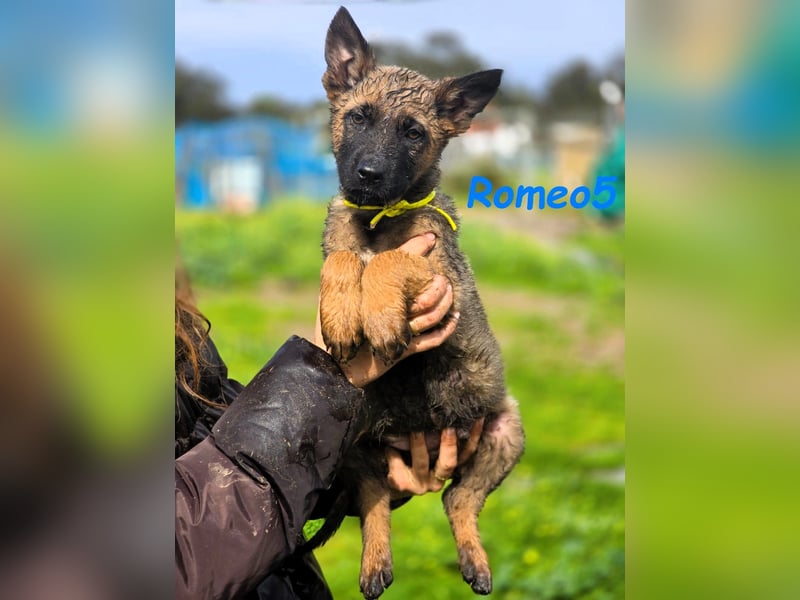 Romeo5 11/2024 (ESP) - aktiver Malinois-Schäferhund-Mix Welpe!