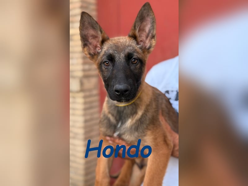 Hondo 11/2024 (ESP) - verspielter Malinois-Schäferhund-Mix Welpe!