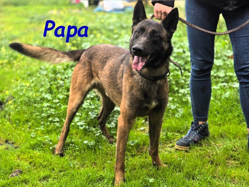 Romeo5 11/2024 (ESP) - aktiver Malinois-Schäferhund-Mix Welpe!