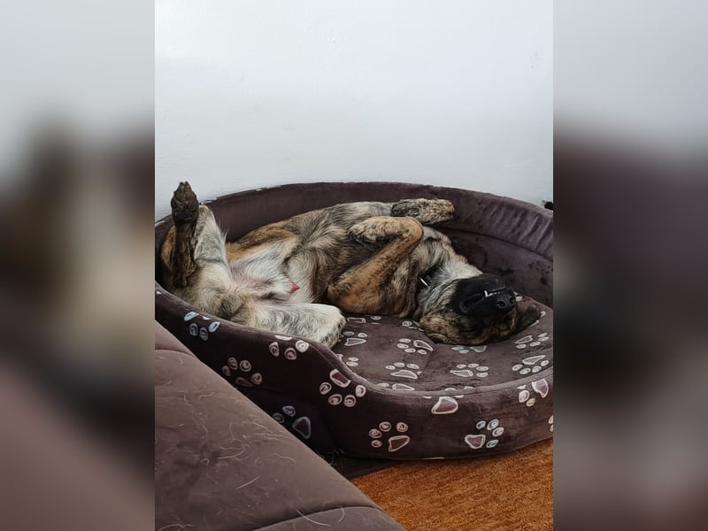❤️ Ein lieber, sensibler Hund sucht sein Für-immer-Zuhause