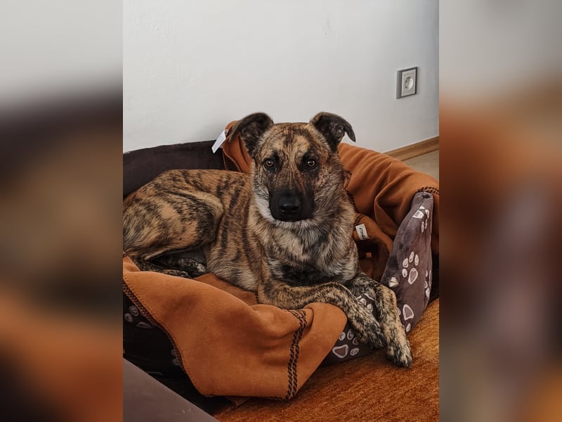 ❤️ Ein lieber, sensibler Hund sucht sein Für-immer-Zuhause