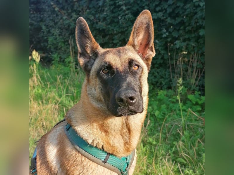 Dynamische Malinois-Schäferhund Mischlingshündin Mila wartet in 15910 Unterspreewald.