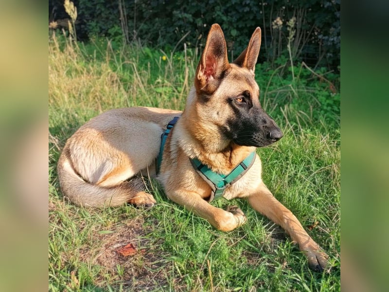 Dynamische Malinois-Schäferhund Mischlingshündin Mila wartet in 15910 Unterspreewald.