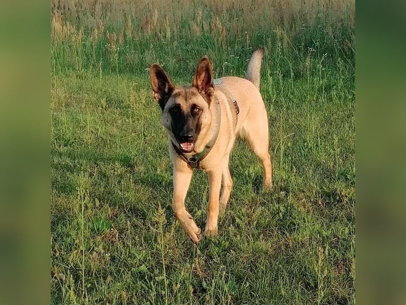 Dynamische Malinois-Schäferhund Mischlingshündin Mila wartet in 15910 Unterspreewald.