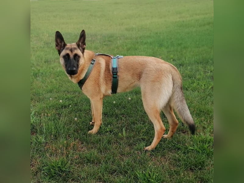 Dynamische Malinois-Schäferhund Mischlingshündin Mila wartet in 15910 Unterspreewald.