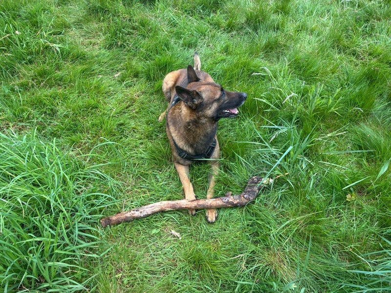 Deckrüde Malinois