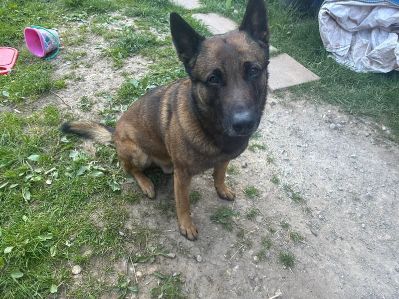 Deckrüde Malinois