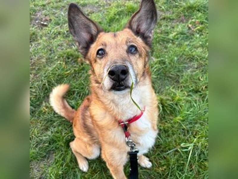 Marly- skeptischer Senior Malinois-Mix