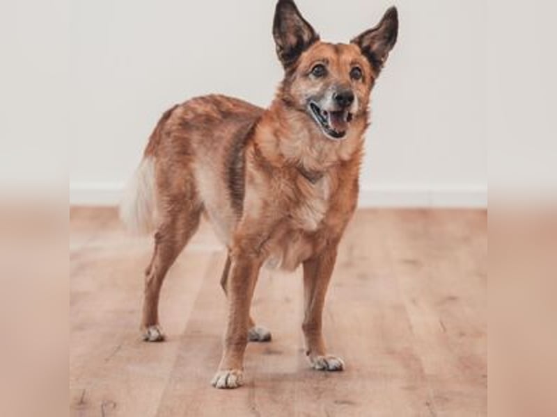 Marly- skeptischer Senior Malinois-Mix