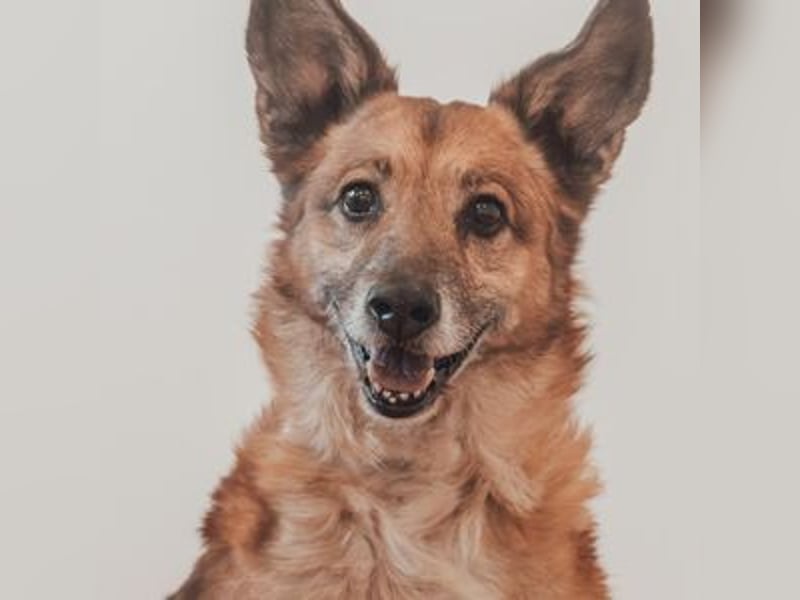 Marly- skeptischer Senior Malinois-Mix