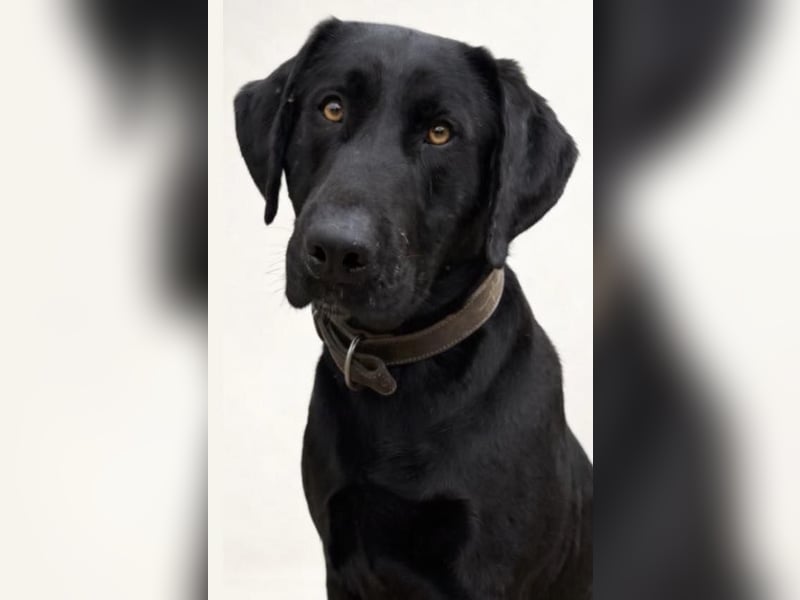 Tesla hat ein wunderbares, loyales Wesen