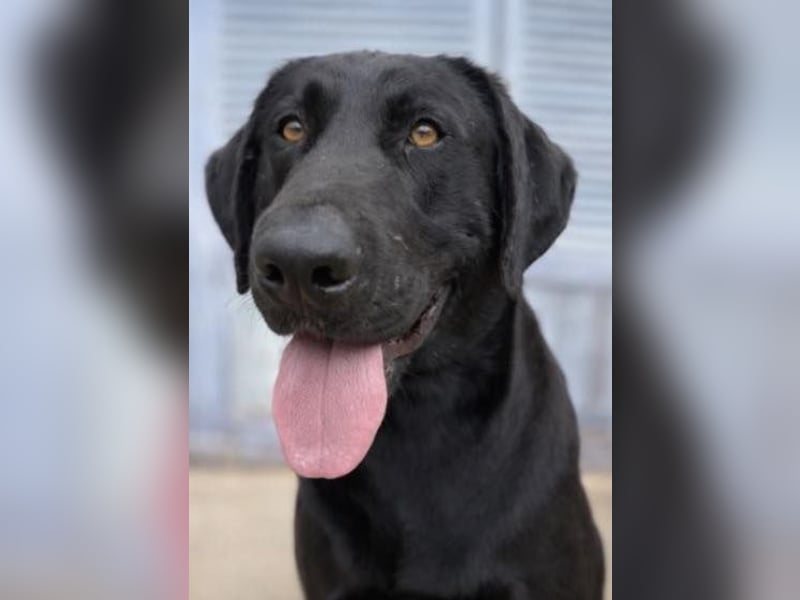 Tesla hat ein wunderbares, loyales Wesen