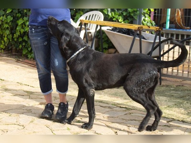 Menut ist ein außergewöhnlicher Hund