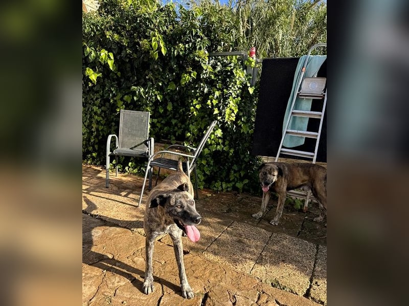 Estrella V70 sucht empathische Menschen