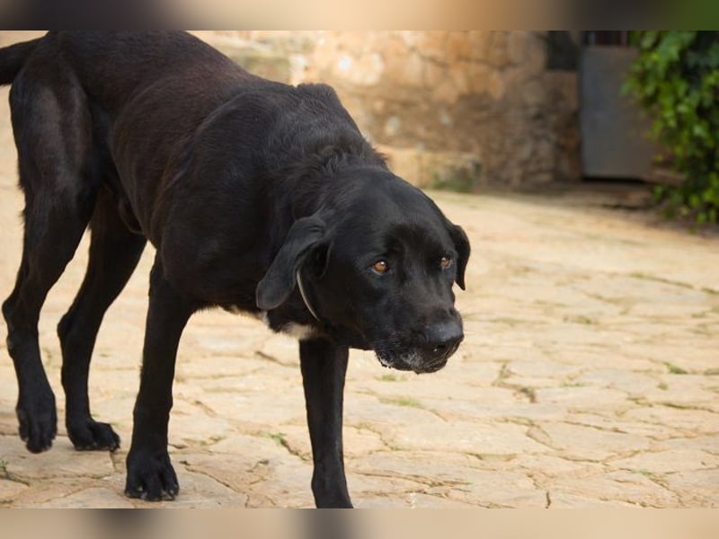 Menut ist ein außergewöhnlicher Hund