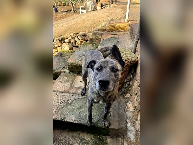 Estrella V70 sucht empathische Menschen