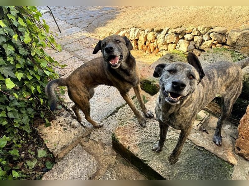 Estrella V70 sucht empathische Menschen