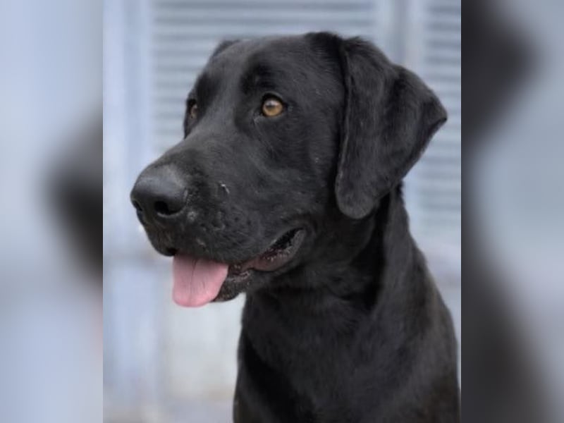 Tesla hat ein wunderbares, loyales Wesen