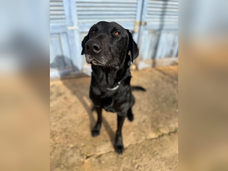 Boris ist ein sanfter, ruhiger Bursche