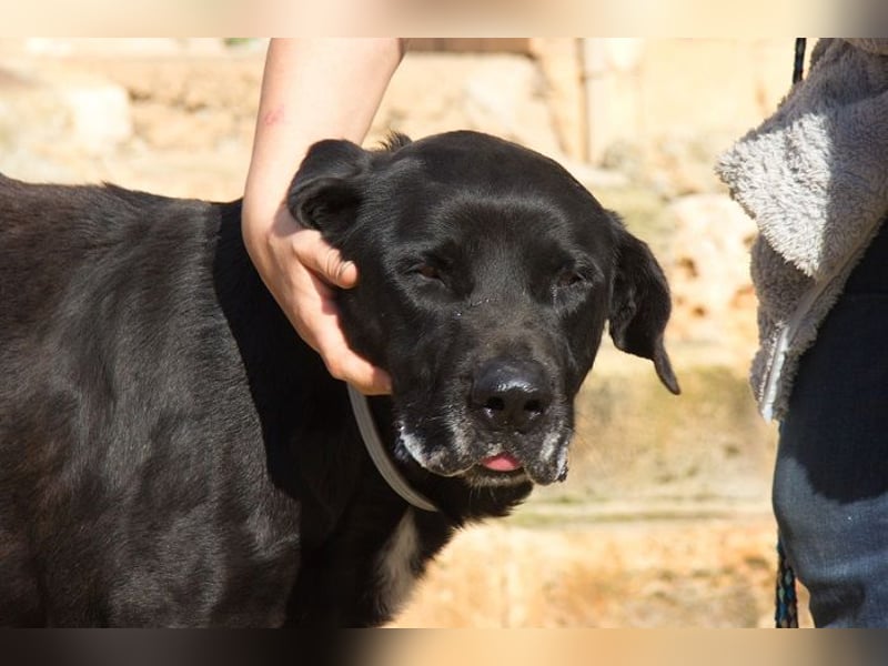 Menut ist ein außergewöhnlicher Hund