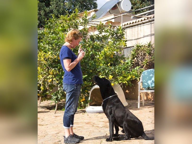 Menut ist ein außergewöhnlicher Hund