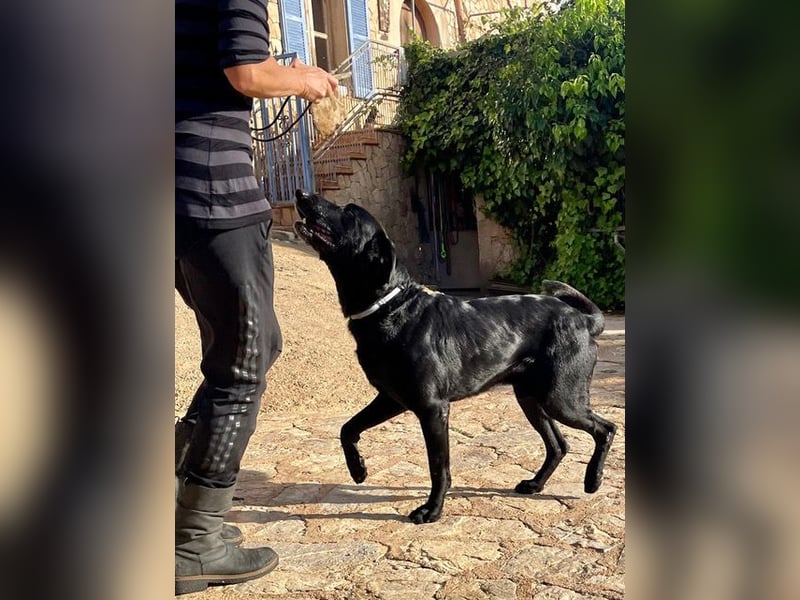 Boris ist ein sanfter, ruhiger Bursche