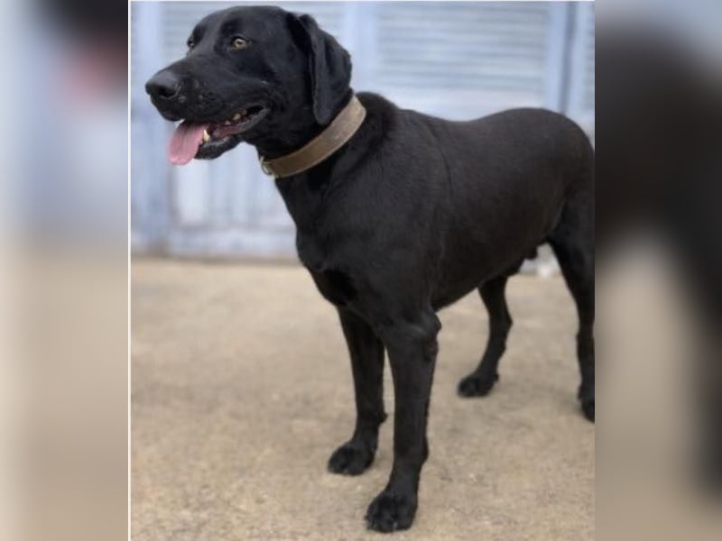 Tesla hat ein wunderbares, loyales Wesen