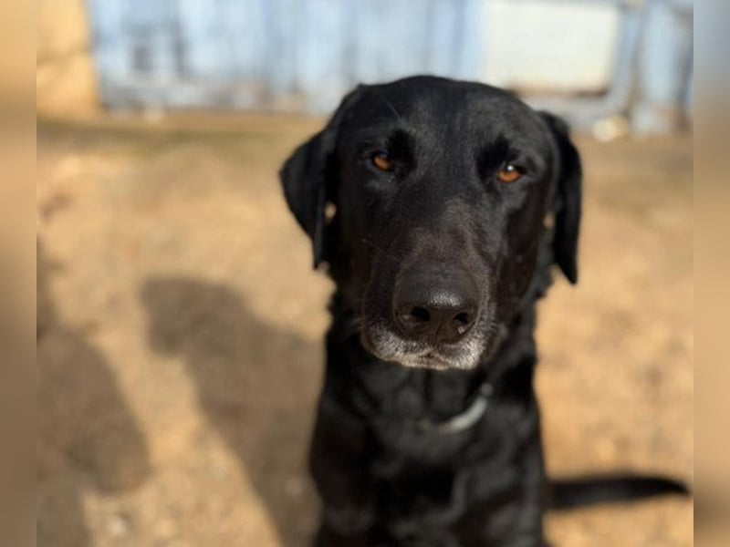 Boris ist ein sanfter, ruhiger Bursche