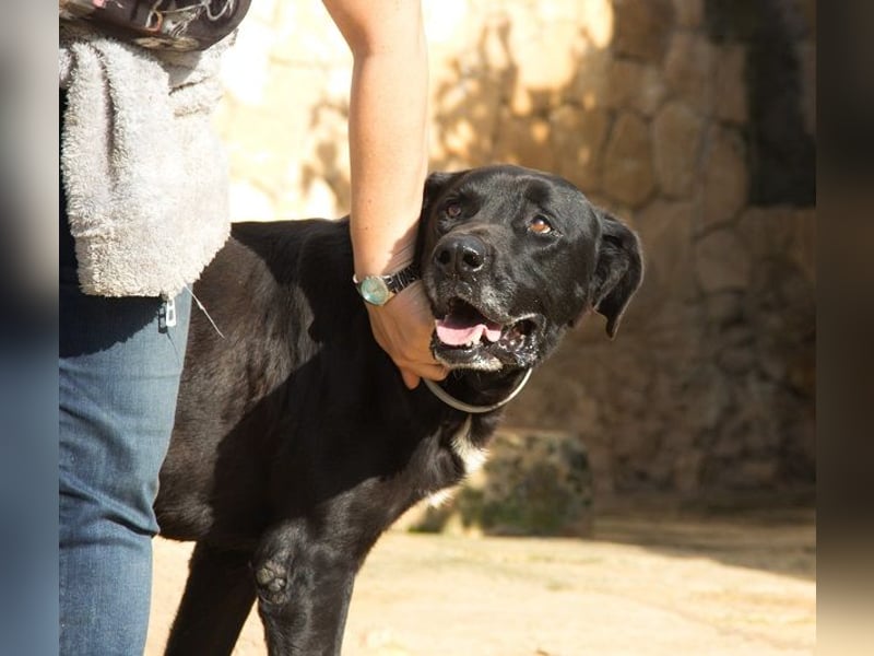 Menut ist ein außergewöhnlicher Hund