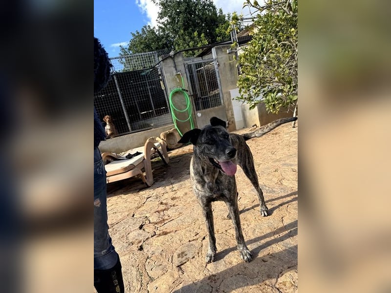 Estrella V70 sucht empathische Menschen