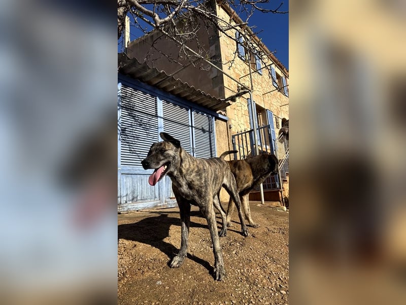 Estrella V70 sucht empathische Menschen