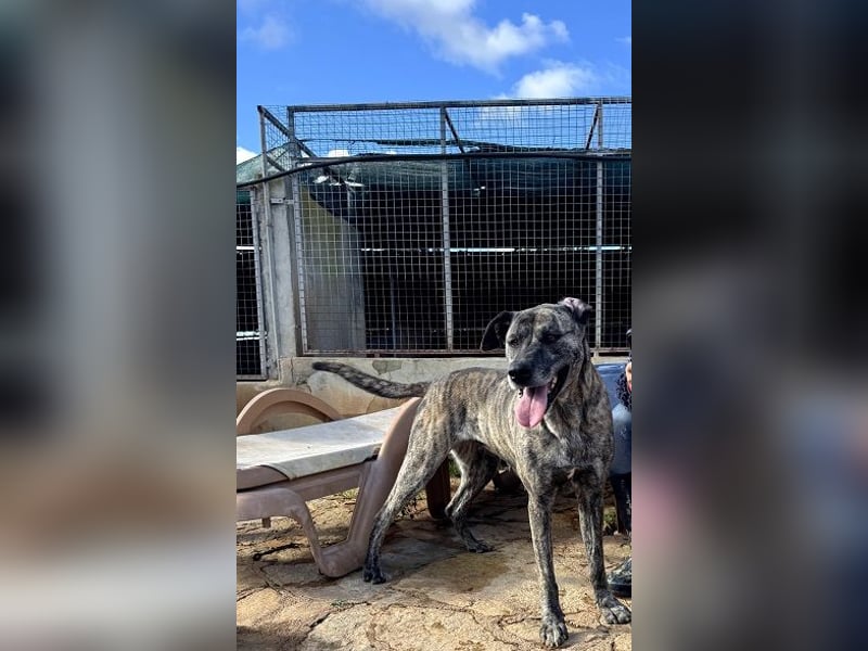 Estrella V70 sucht empathische Menschen