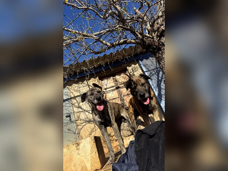 Estrella V70 sucht empathische Menschen