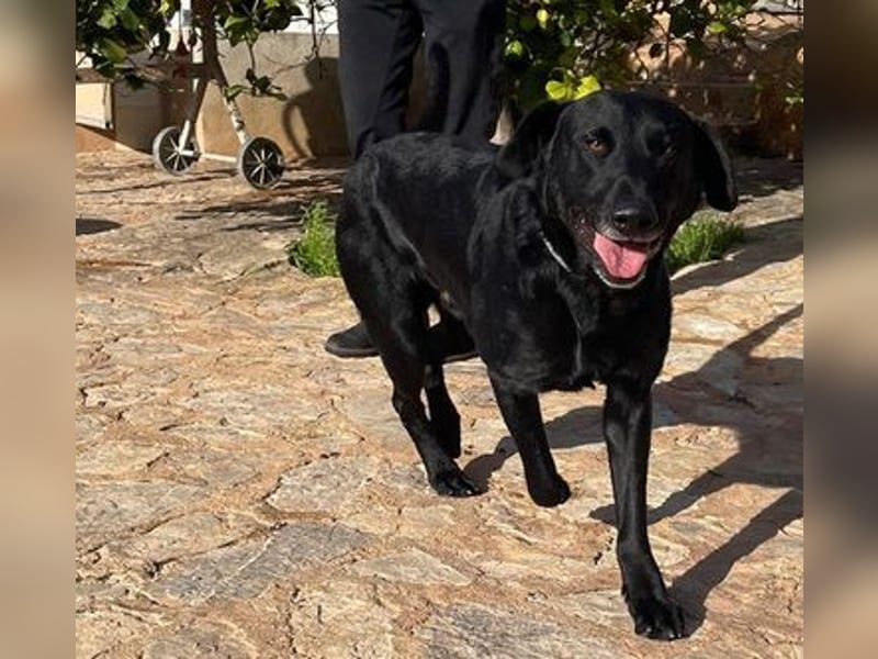 Boris ist ein sanfter, ruhiger Bursche