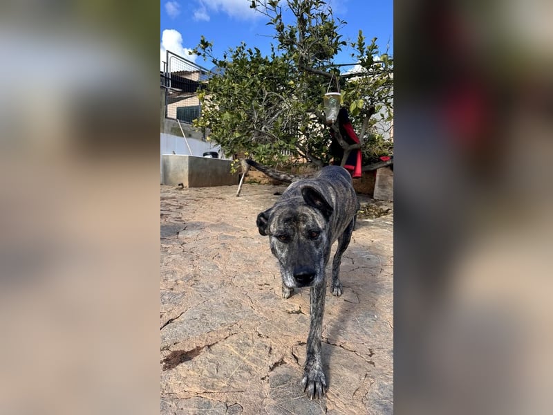 Estrella V70 sucht empathische Menschen