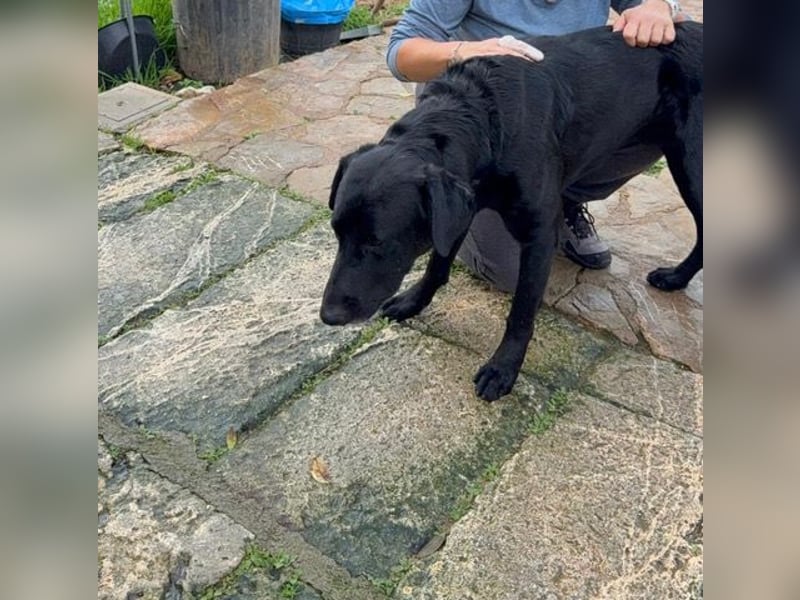 Boris ist ein sanfter, ruhiger Bursche