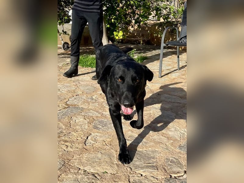 Boris ist ein sanfter, ruhiger Bursche