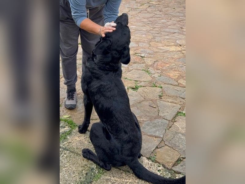 Boris ist ein sanfter, ruhiger Bursche