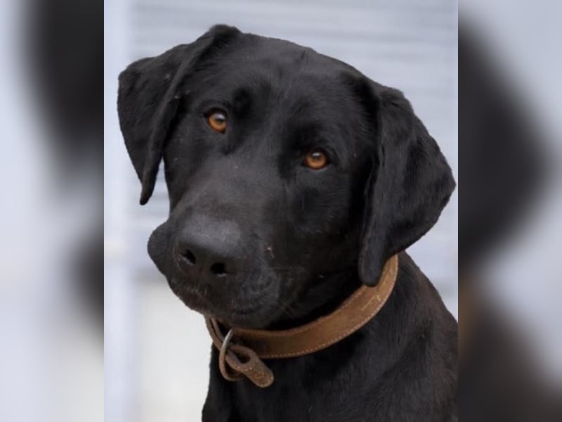 Tesla hat ein wunderbares, loyales Wesen