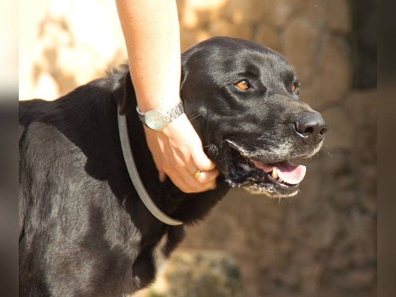 Menut ist ein außergewöhnlicher Hund