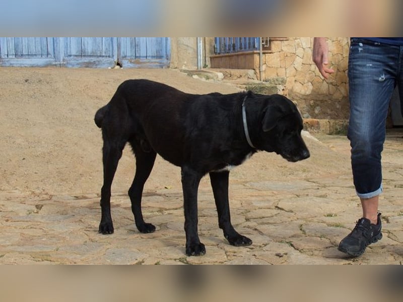 Menut ist ein außergewöhnlicher Hund