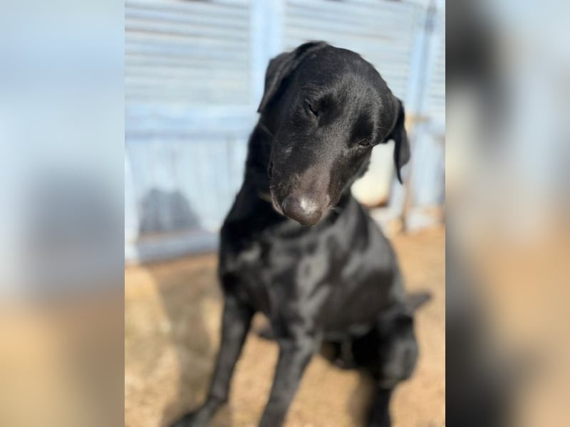 Boris ist ein sanfter, ruhiger Bursche