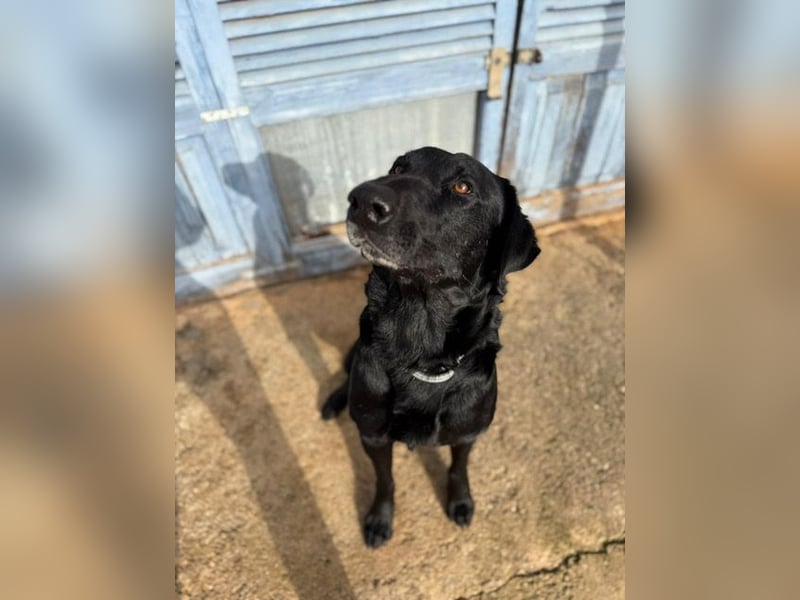 Boris ist ein sanfter, ruhiger Bursche