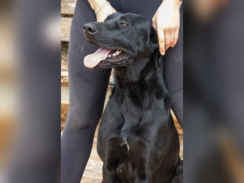 Dulcina ist eine gelehrige Lady in Black