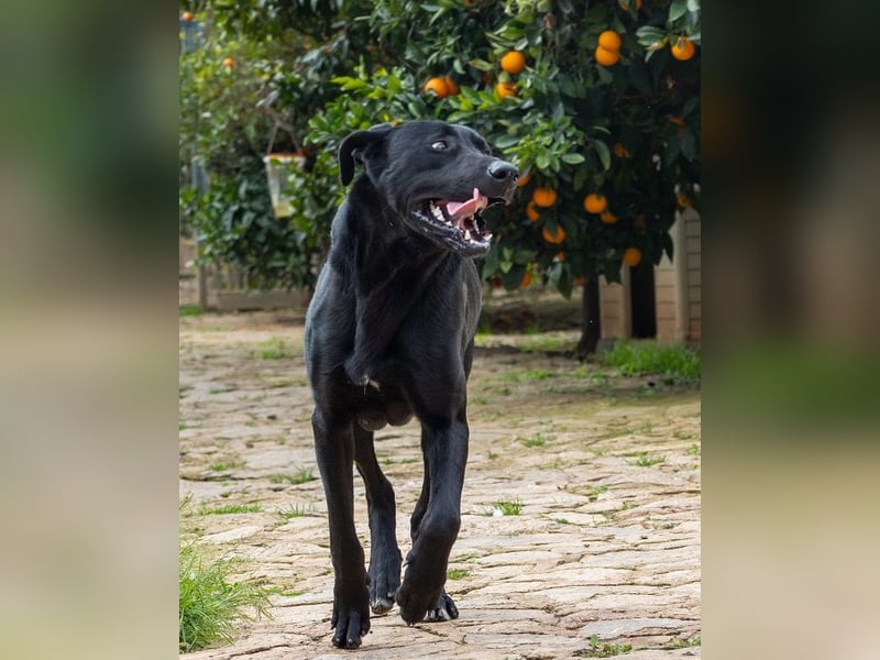 Dulcina ist eine gelehrige Lady in Black
