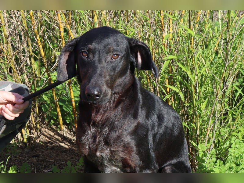 O•N•I•X • das Tierheim war seine Rettung - aber jetzt braucht er ein Zuhause