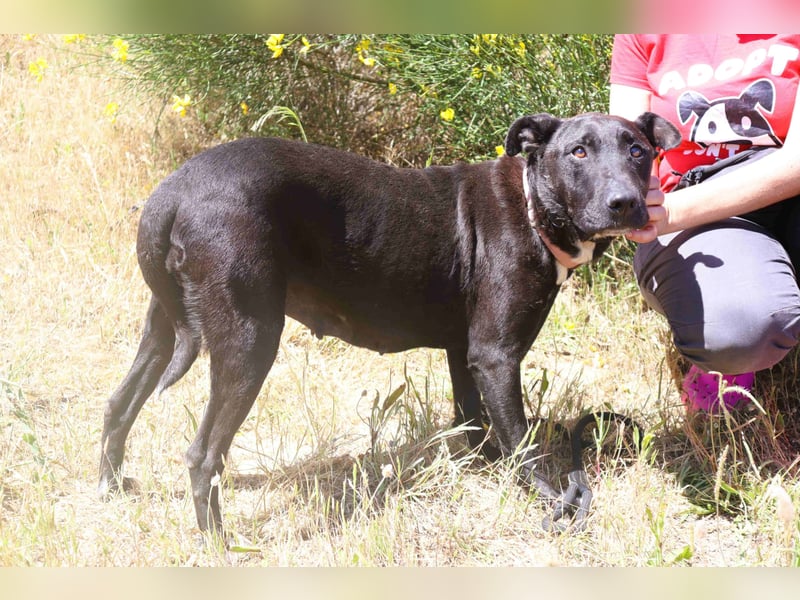 Koa • Atena • Ally • Seniorin Pombinha ♦️ 4 von ~ 650 Hunden in der Cantinho da Milu ♦️